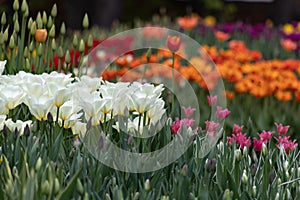 Colorful tulips in spring