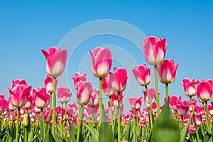 Colorful tulips in spring.