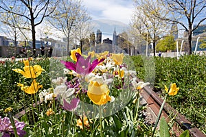 Colorful Tulips during Spring at Gantry Plaza State Park in Long Island City Queens with the Manhattan Skyline in the background