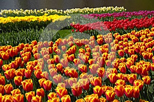 Colorful tulips in spring garden, Keukenhof, Lisse, Netherlands Holland nature, gardening, cultivation