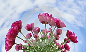 Colorful Tulips in spring isolated sunny background