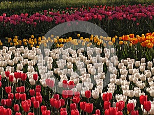 Colorful tulips, spring season