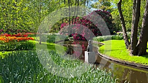 Colorful tulips on sunny day Keukenhof flower garden Lisse Netherlands. Happy kings day.