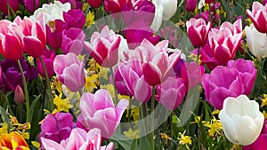 Colorful tulips on sunny day Keukenhof flower garden Lisse Netherlands. Happy kings day.