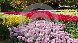 Colorful tulips on sunny day Keukenhof flower garden Lisse Netherlands. Happy kings day.