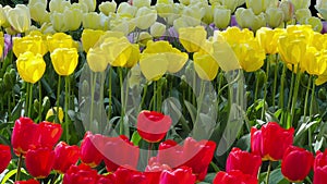 Colorful tulips on sunny day Keukenhof flower garden Lisse Netherlands. Happy kings day.