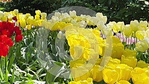 Colorful tulips on sunny day Keukenhof flower garden Lisse Netherlands. Happy kings day.