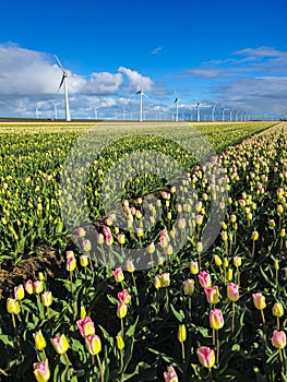 Colorful tulips sway in the wind as majestic windmills tower in the background, painting a serene picture of the Dutch