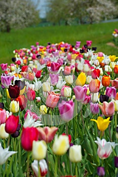 Colorato tulipani 
