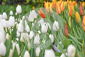 Colorful tulips, tulip time, spring background