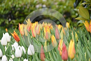 Colorful tulips, tulip time, spring background