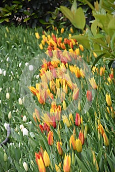 Colorful tulips, tulip time, spring background