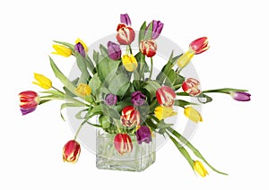 Colorful tulips in vase