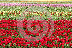 Colorful Tulips, vibrant red, yellow and pink tulips in rows on field in South Holland