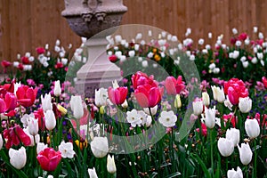 Colorful tulips and white tulips blooming in the garden