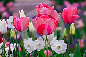 Colorful tulips and white tulips blooming in the garden