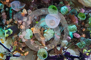 Colorful Tunicates on Coral Reef in Indonesia