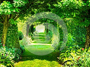 Colorful tunnel of green plants