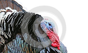 Colorful turkey isolated on the white background