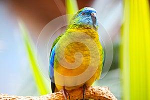 Colorful turquoise parrot sitting on a branch surrounded by bright yellow-green leaves