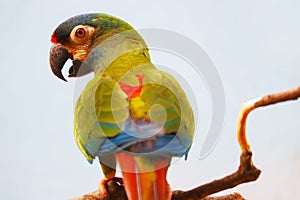 Colorful twittering maracana parrot primolius maracana in back view perching on a branch in front of a gray background