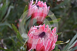 Colorful two pink King Proteas in the Botanical Garden in Cape Town in South Africa â€“ the national flower of South Africa