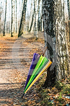 Colorful umbrella in autumn birch forest