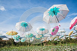 The colorful umbrella hang on the strawberry farm