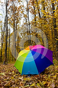 Colorful umbrella lying on yellow leafs in autumn day