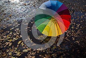 colorful umbrella of rainbow colors, illuminated by sun, stands on pavement, wet from rain, strewn with yellow leaves