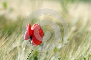 Colorful uncultivated poppy