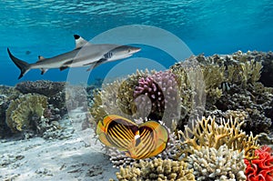 Colorful underwater coral reef with yellow stripped fish and big shark