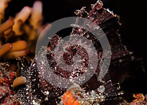 Colorful underwater macro photography