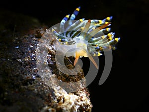 Colorful underwater macro photography
