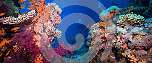 Colorful underwater reef with coral and sponges