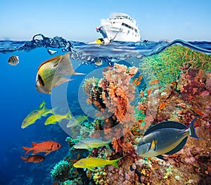 Colorful underwater reef with coral and sponges