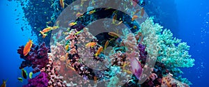 Colorful underwater reef with coral and sponges photo