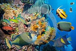 Colorful underwater reef with coral and sponges photo
