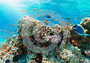 Colorful underwater reef with tropical fishes in the Indian Ocean