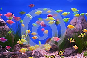 Colorful underwater world, aquarium fishes