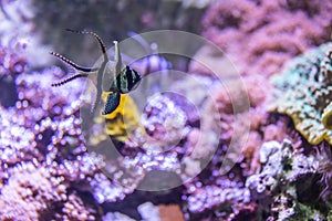 Colorful underwater world with coral and tropical fish Banggai cardinal fish