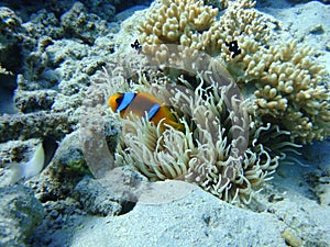 Colorful underwater world of the Red sea. Clownfish and sea anemone