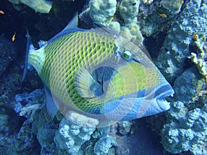 Colorful underwater world of the Red sea. Triggerfish on the coral reef