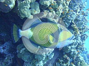 Colorful underwater world of the Red sea. Triggerfish on the coral reef