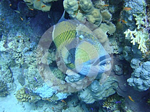 Colorful underwater world of the Red sea. Triggerfish on the coral reef