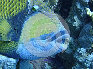 Colorful underwater world of the Red sea. Triggerfish on the coral reef