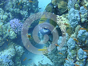 Colorful underwater world of the Red sea. Triggerfish on the coral reef