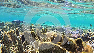 Colorful Underwater world in Red Sea with Tropical Fish, Jellyfish near Coral reef. Egypt