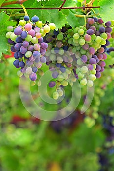 Colorful Unripe grapes and vine leaves