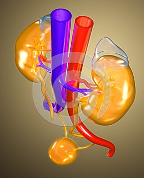 Colorful urinary female urinary tract, medically illustration